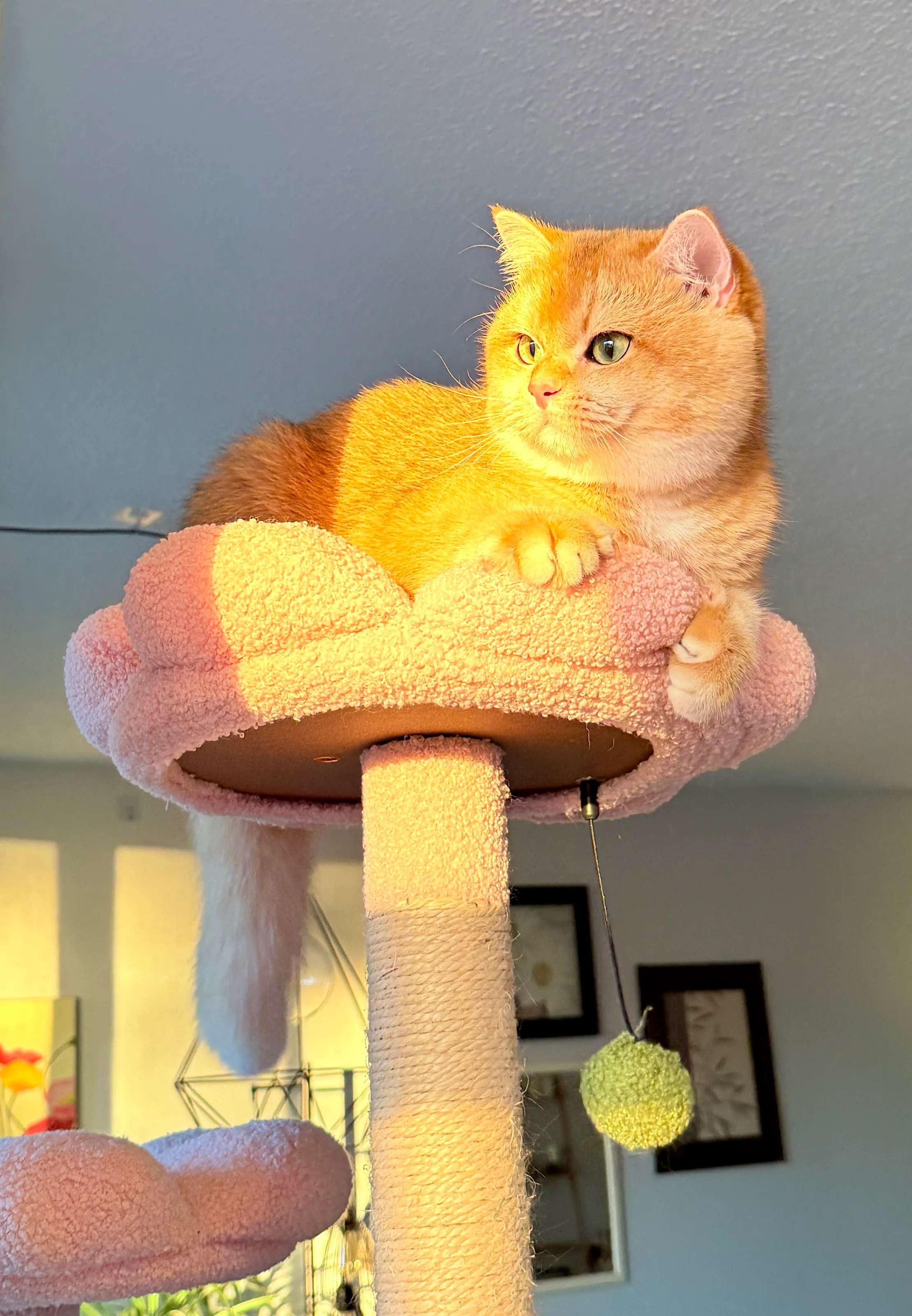 Lulu the British Shorthair